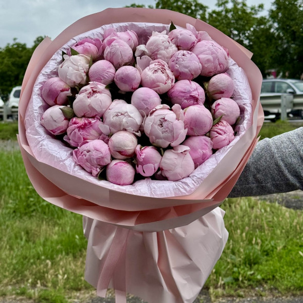 29 пионов "Сара-Бернар" в нежно-розовой упаковке в Приморском